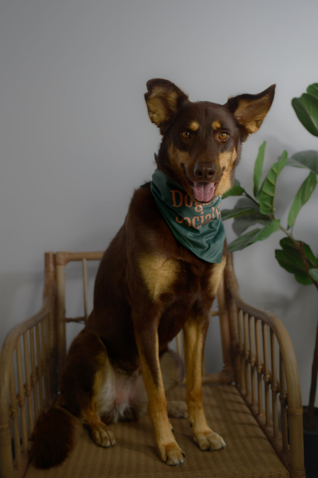 Bandana