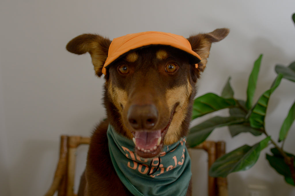 Dogs Only Social Club Pup Hat