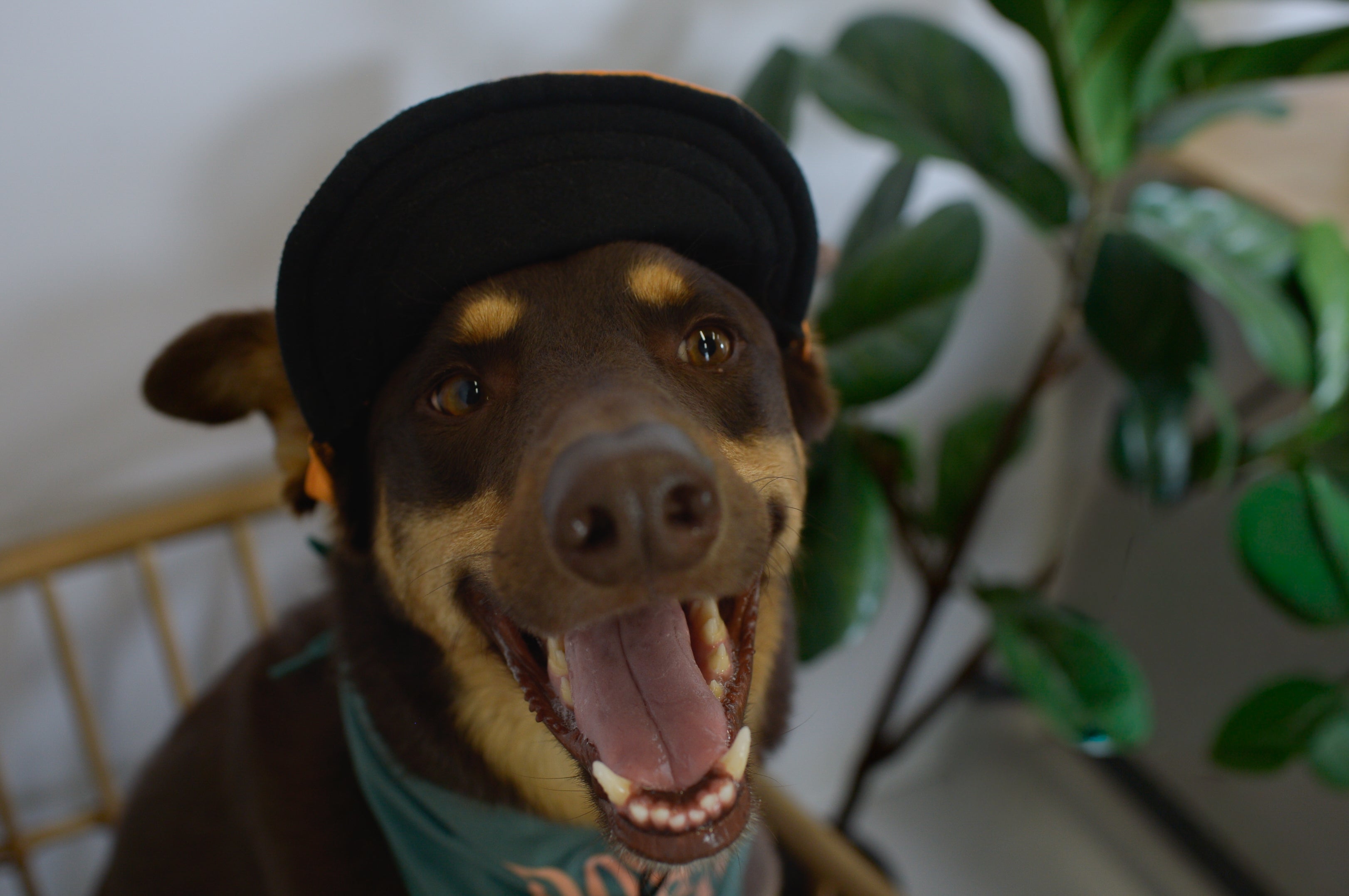 Dogs Only Social Club Pup Hat