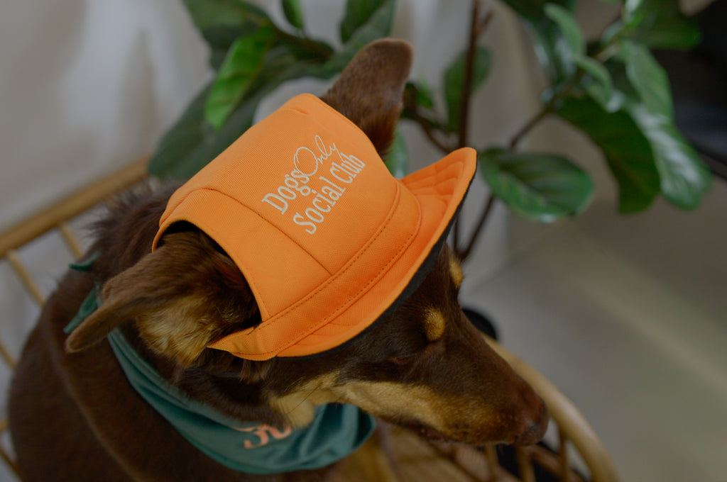Dogs Only Social Club Pup Hat